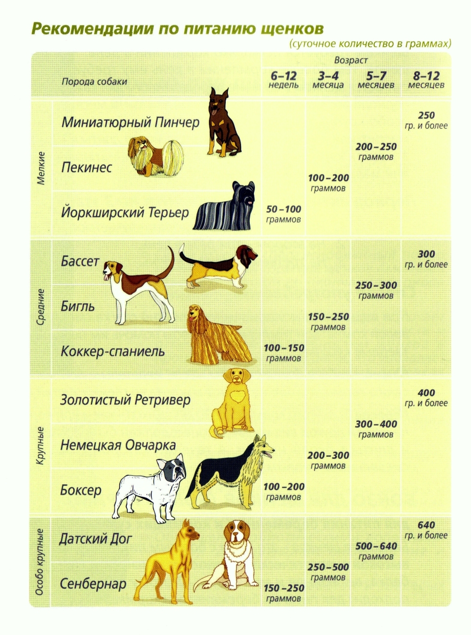 Правильное питание для собак средних пород (61 фото) - картинки  sobakovod.club