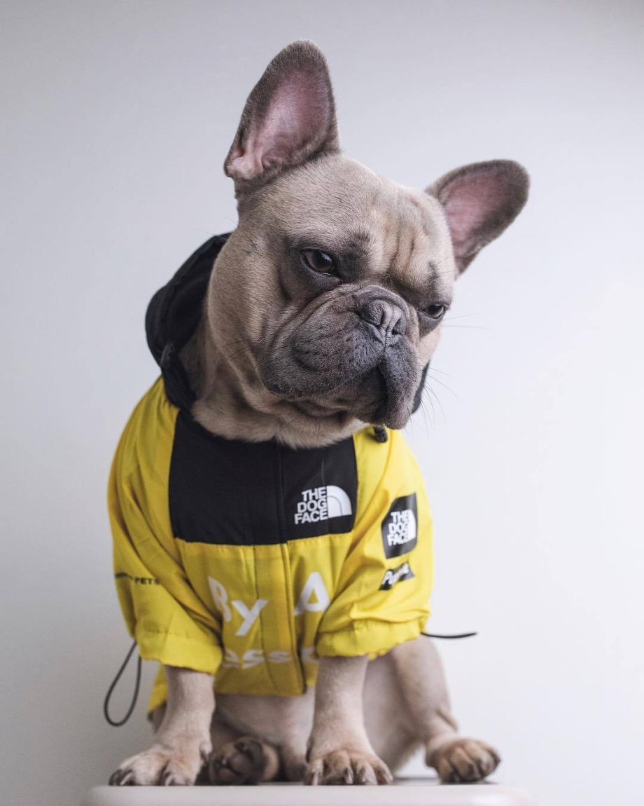 The Dog face одежда для собак