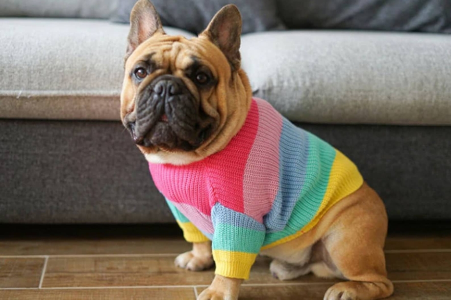 Frenchie одежда для собак