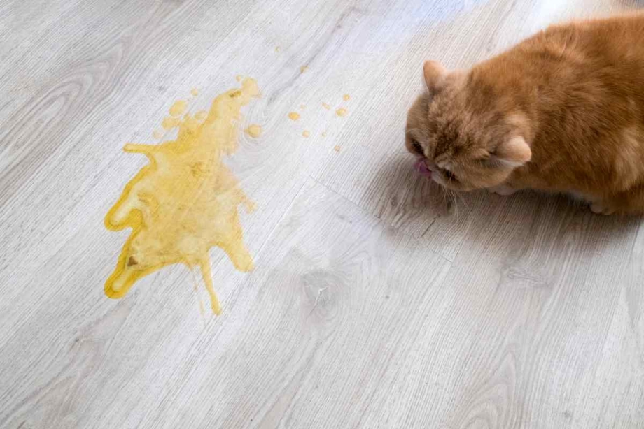 Котенка тошнит желтой жидкостью