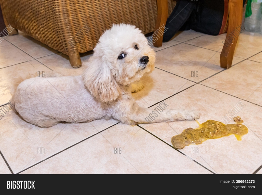 Dog licking Lips