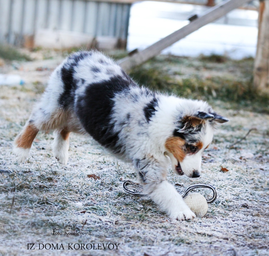 Mini Australian Shepherd adorableness