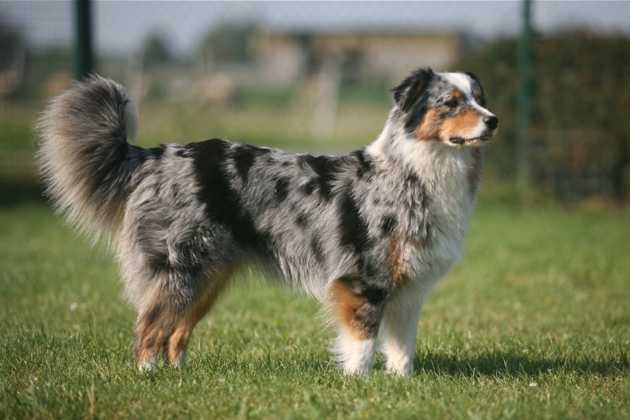 Australian Shepherd Red Merle
