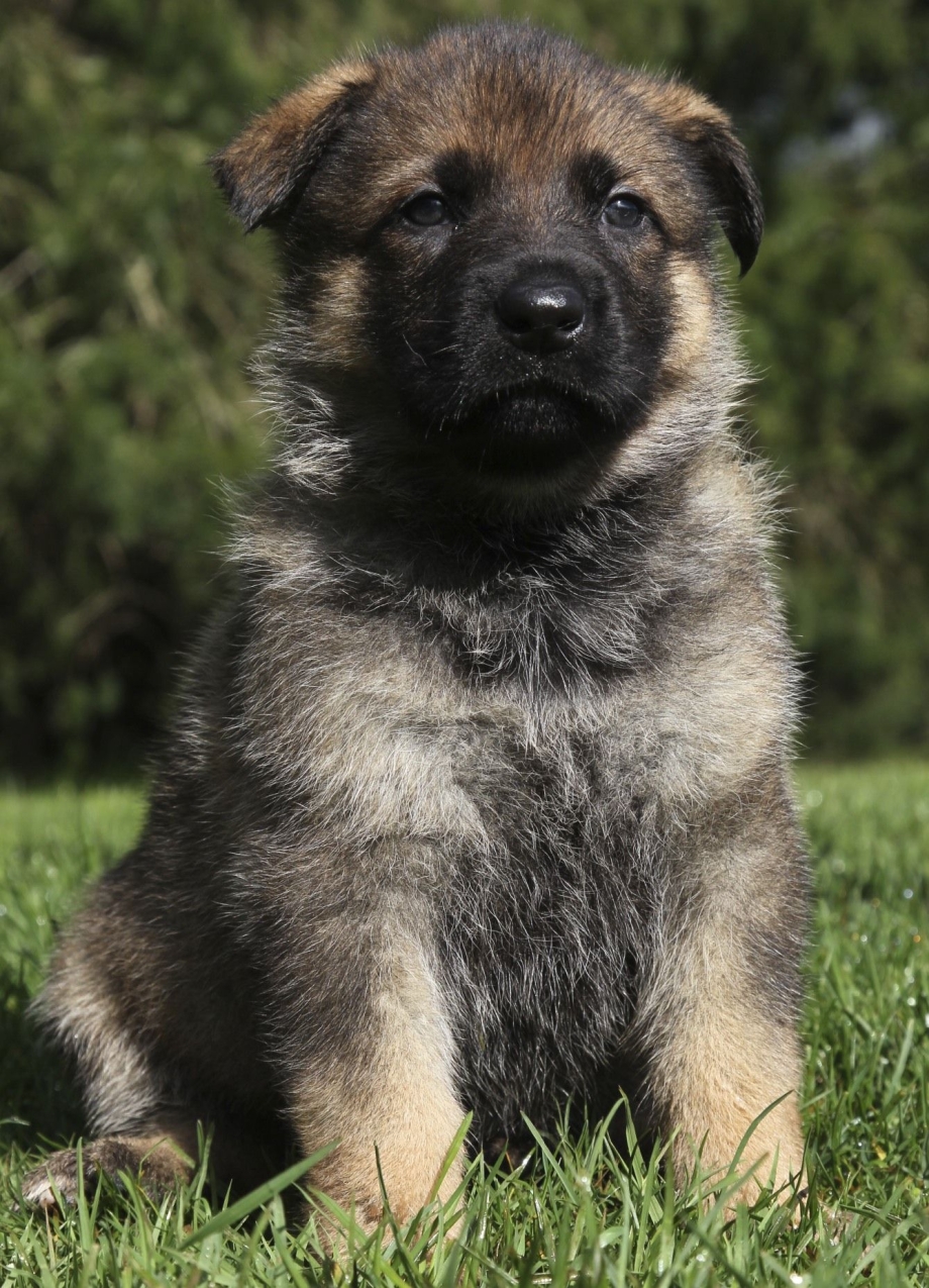 Sable German Shepherd