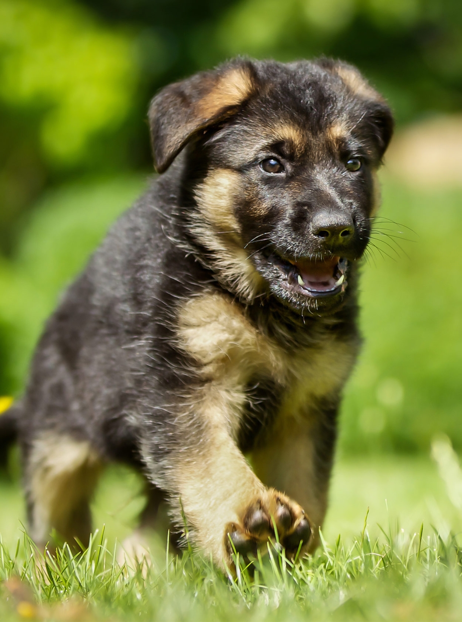 German Shepherd щенок