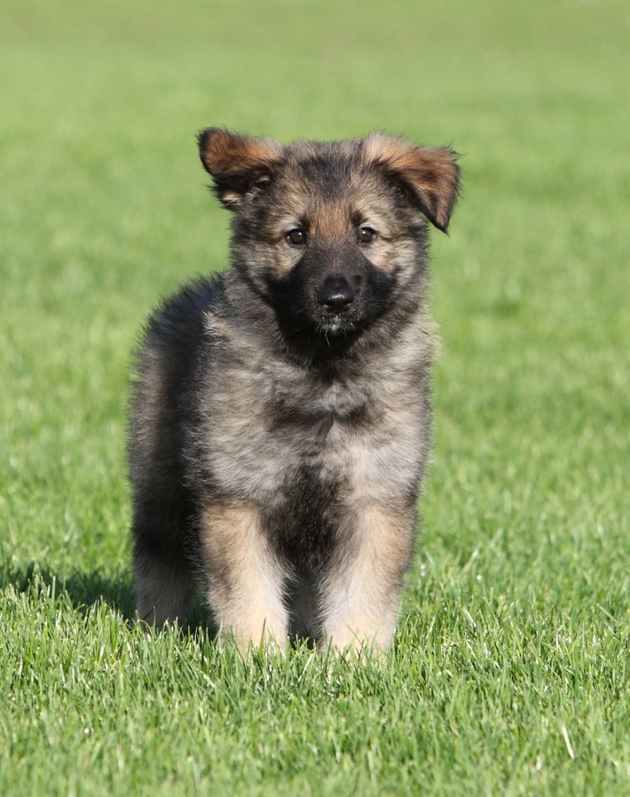 Шилонская овчарка Shiloh Shepherd