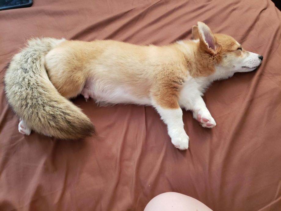 8 Fun facts about the Pembroke Welsh Corgi