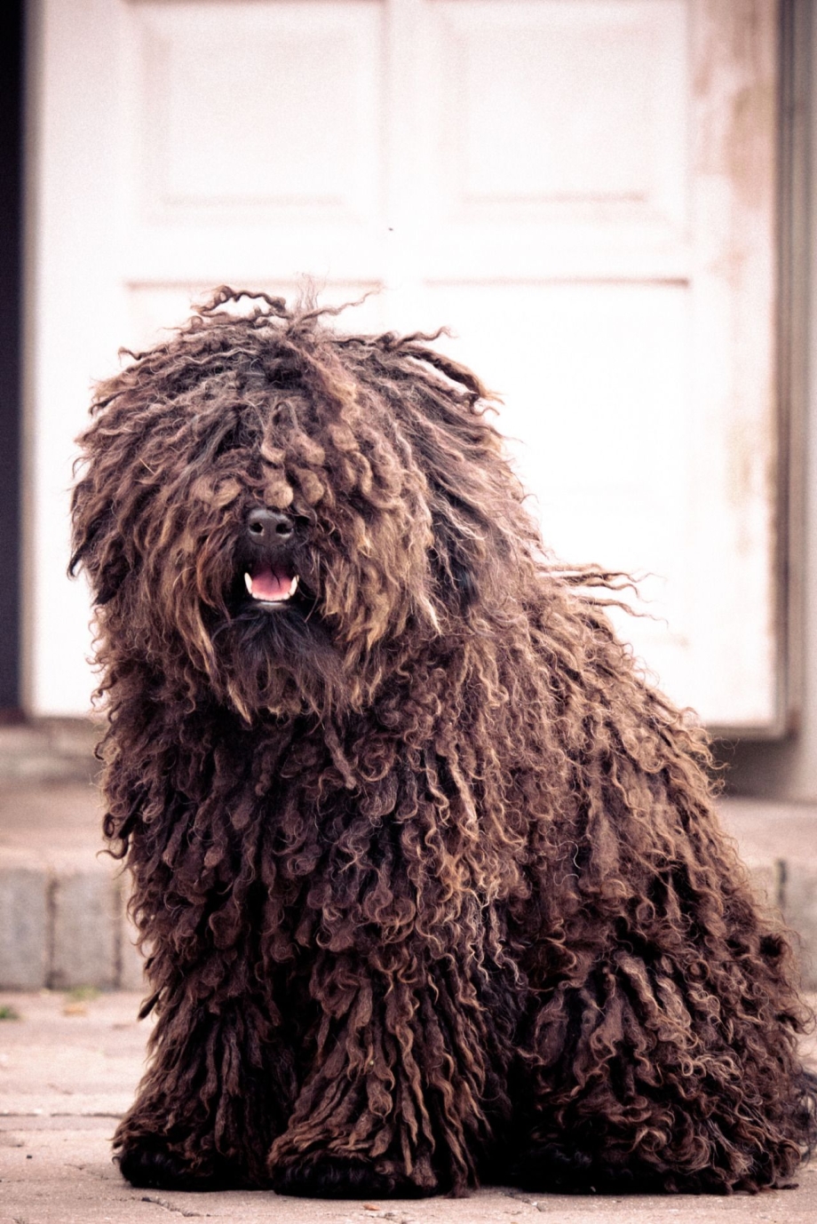 Otterhound порода собак