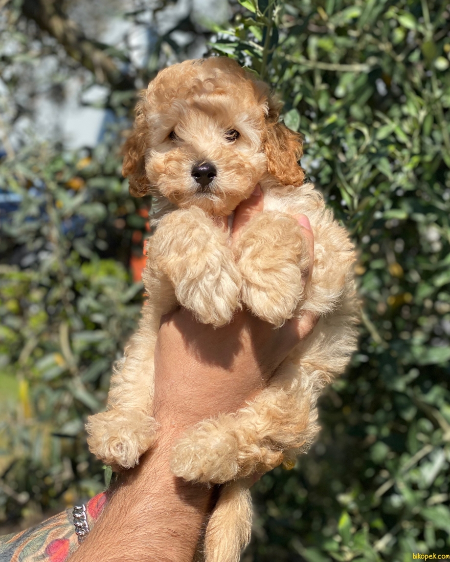 Apricot Toy Poodle
