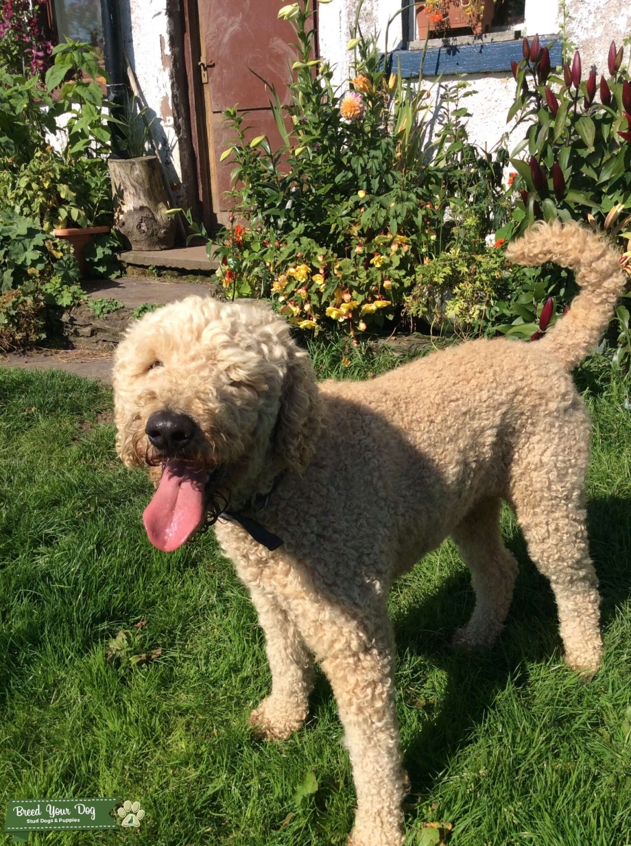 Абрикосовый Standard Poodle