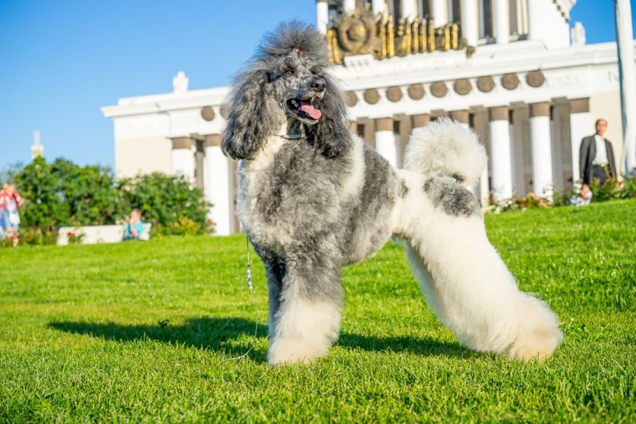 Королевский пудель черный нестриженный