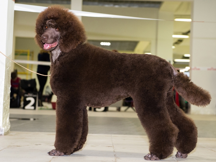 Королевский пудель средний