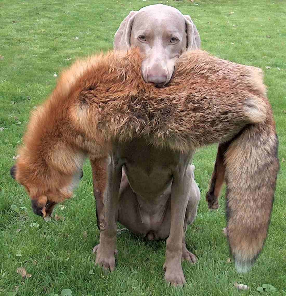 Веймаранер бежит