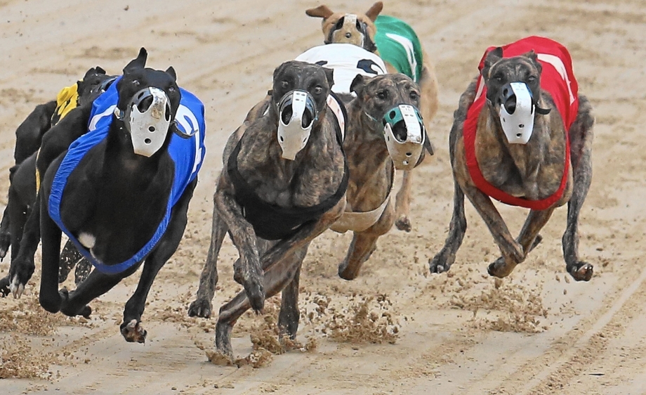 Greyhound Флорида