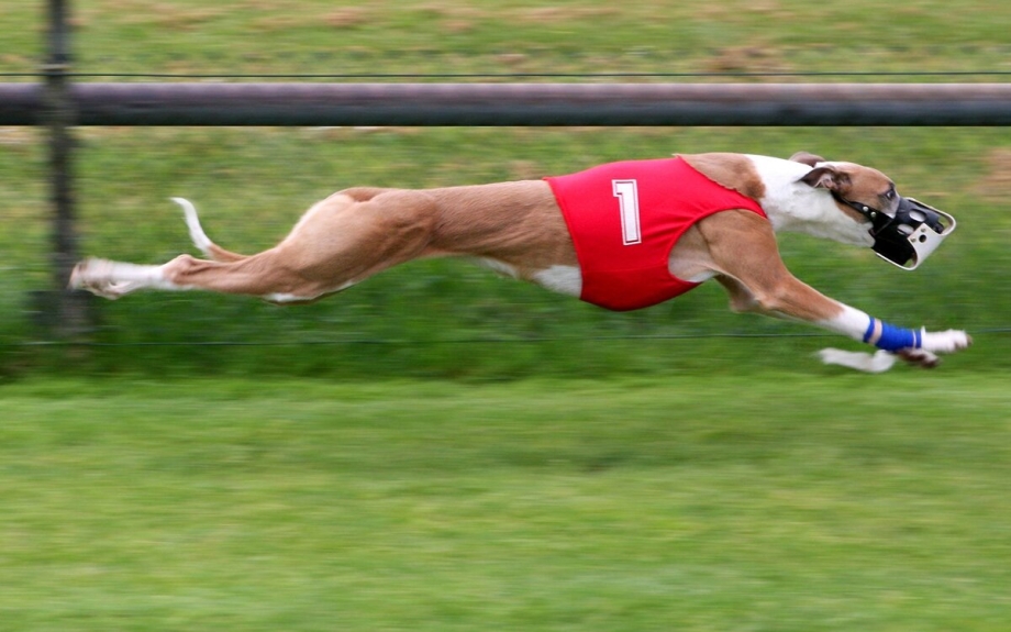 Спортивные рекорды животных