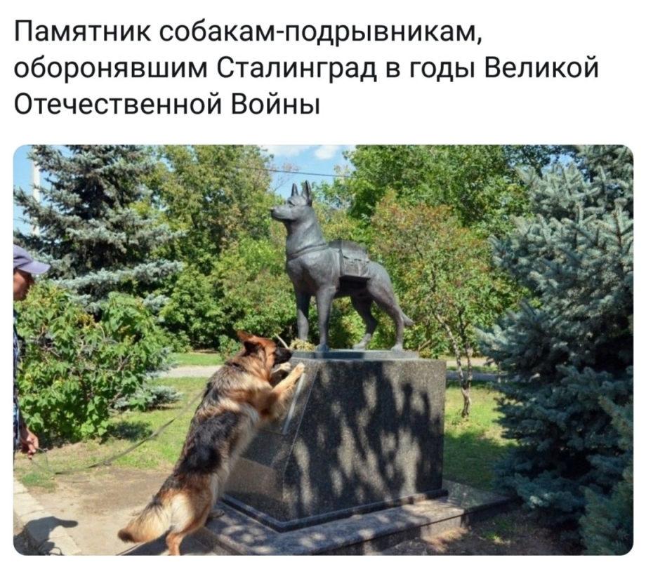 Памятник собаке в Волгограде