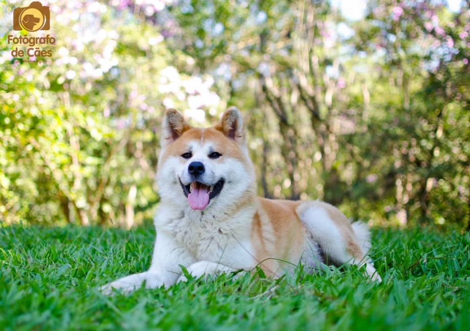 Шибу ину коин