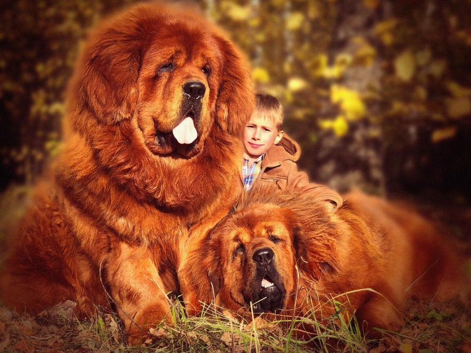 Мастиф Хонг Донг