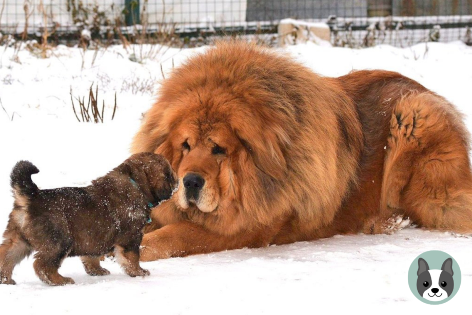Корги и тибетский мастиф