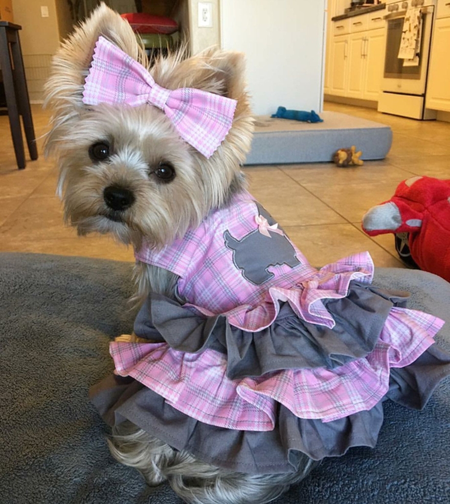 Собачка в платье