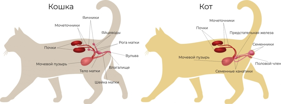 Стерилизация самца собаки