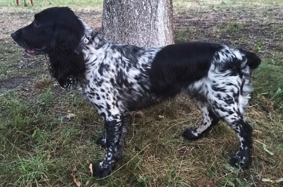 Охотничья спаниель короткошерстная