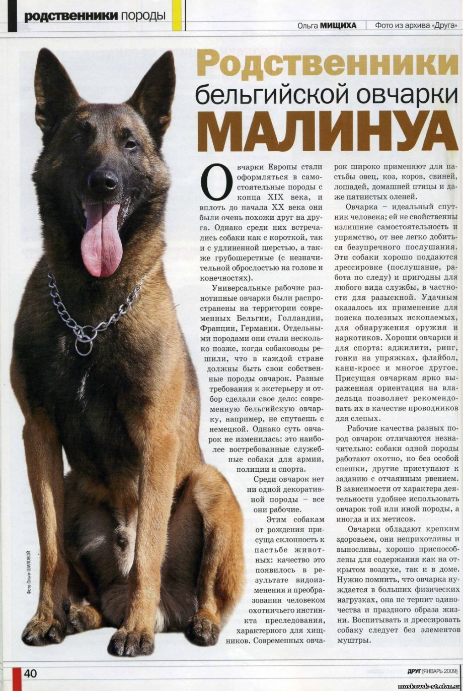 Французская овчарка Босерон