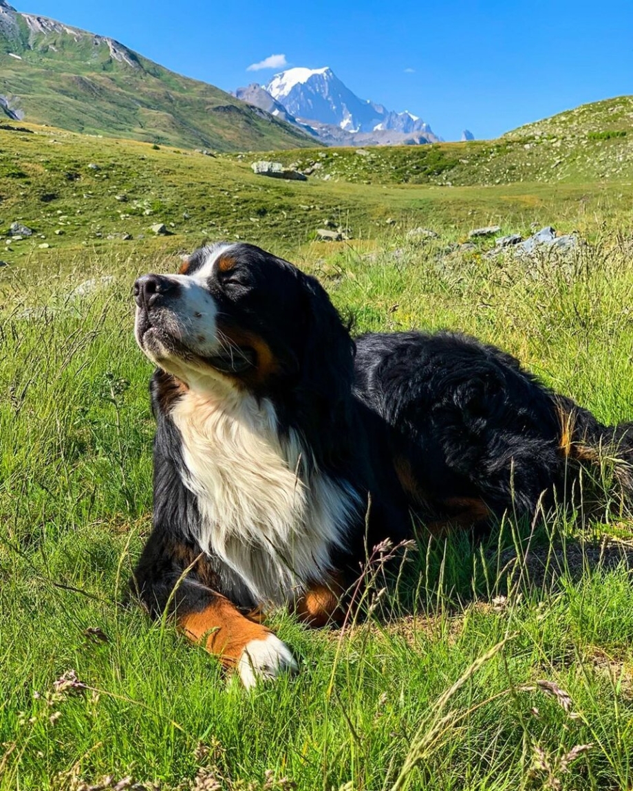 Бенгальский зенненхунд