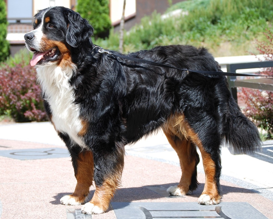 Bernese Mountain Dog порода