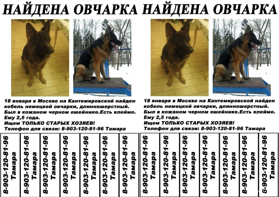 Щенок немецкой овчарки без документов