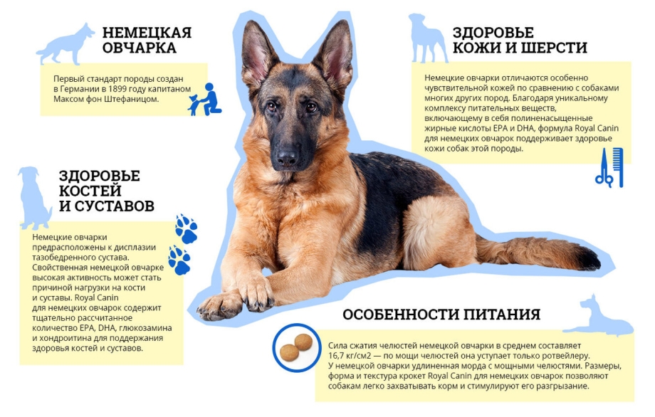Вес кобеля немецкой овчарки 2