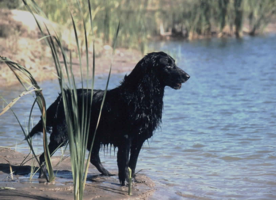 Free Dog сеть