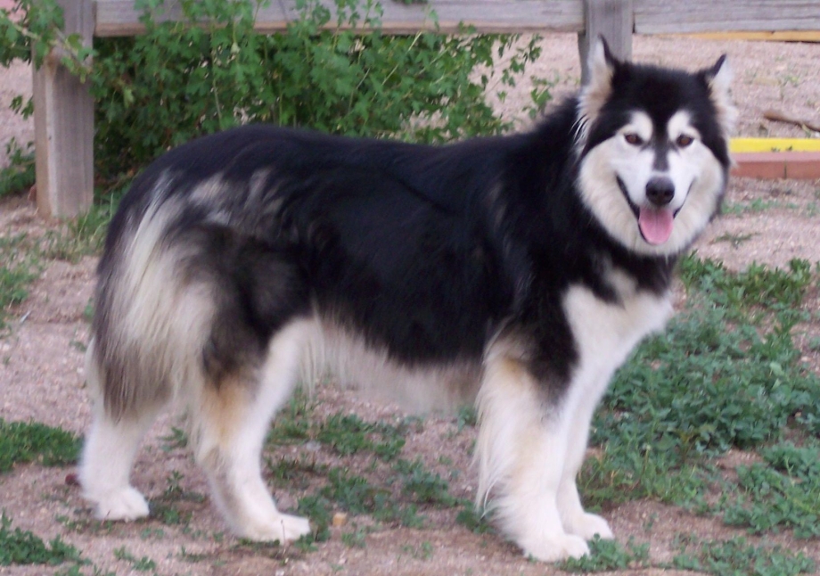 Naid Dog