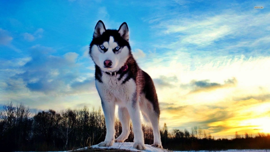 Husky Rescue California