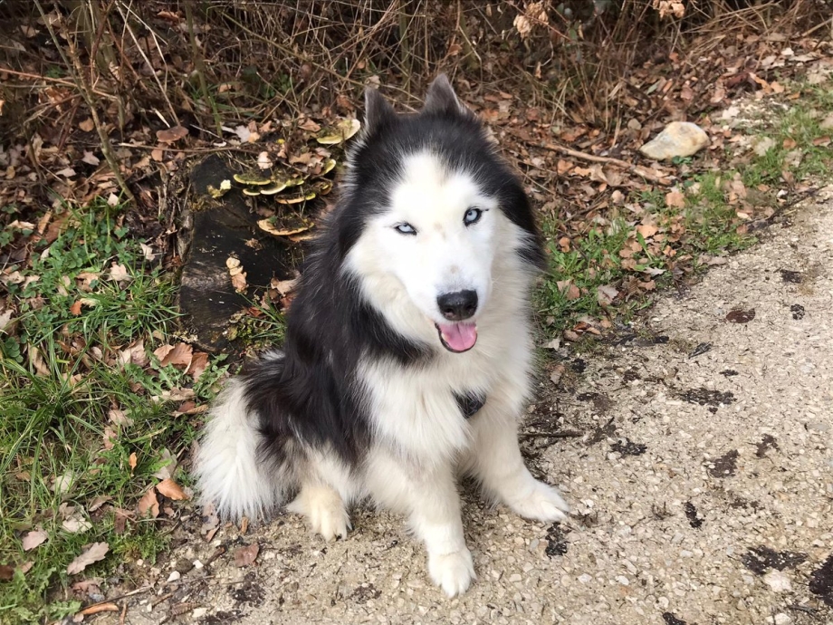 Husky Front