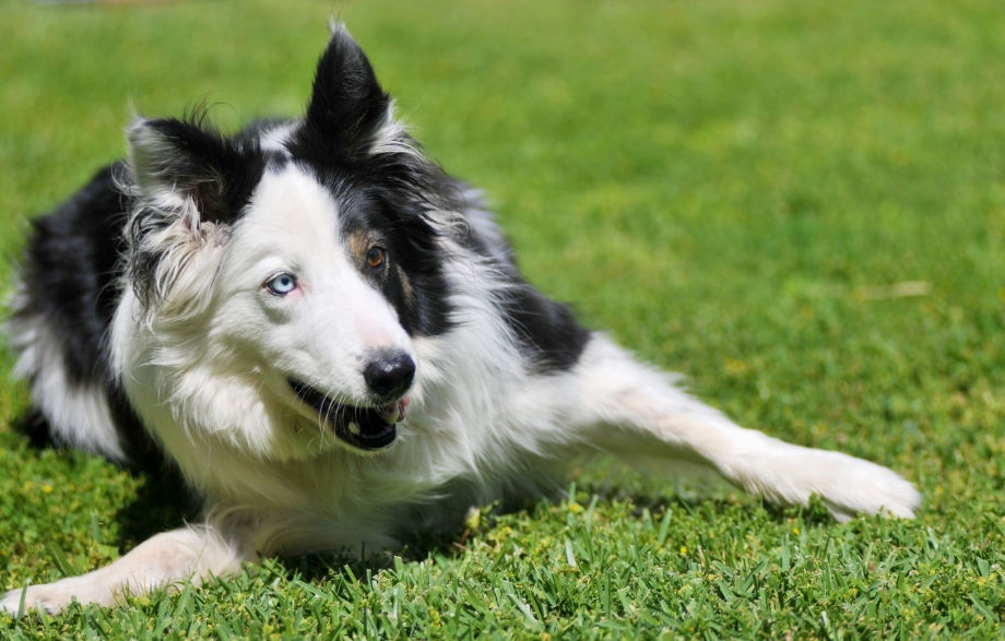 Хаски бордер колли border Collie