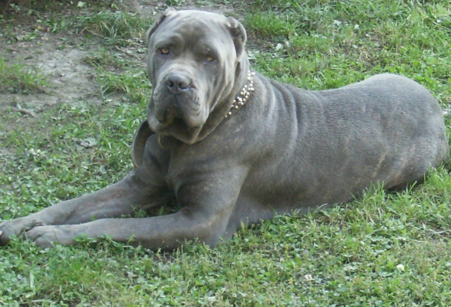 Cane Corso Grey