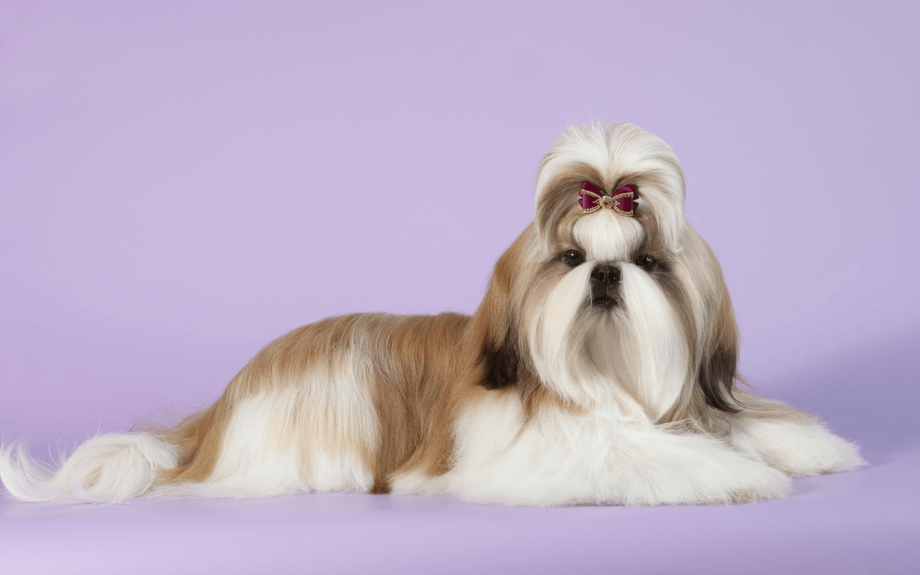 Picture of a Shaved Shih Tzu