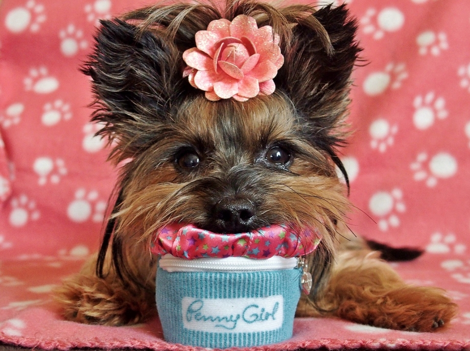 Корм для собак Royal Canin лабрадор ретривер 1 кг