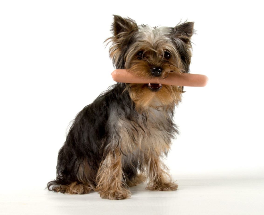 Royal Canin Yorkshire Terrier 8+