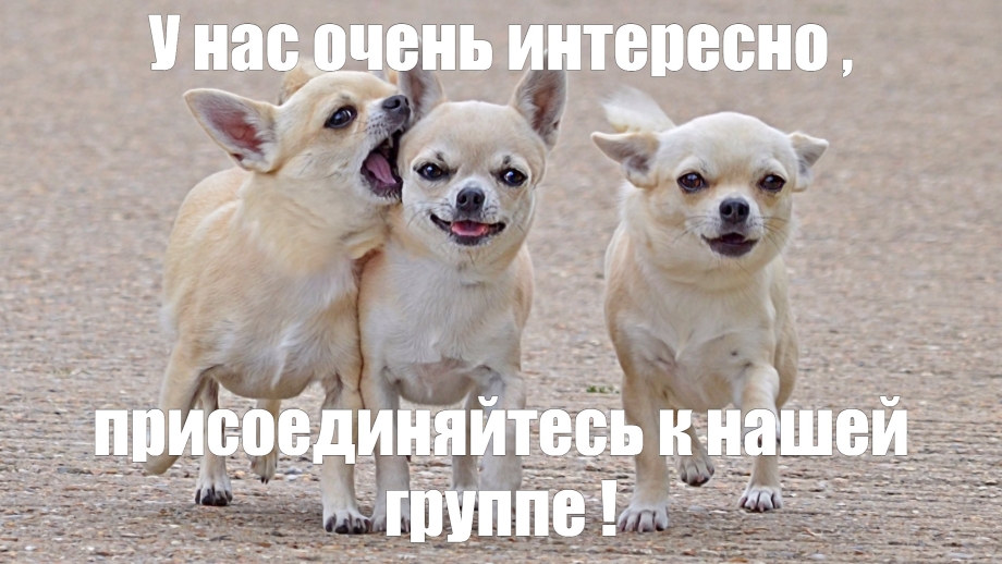 Чихуахуа в наушниках