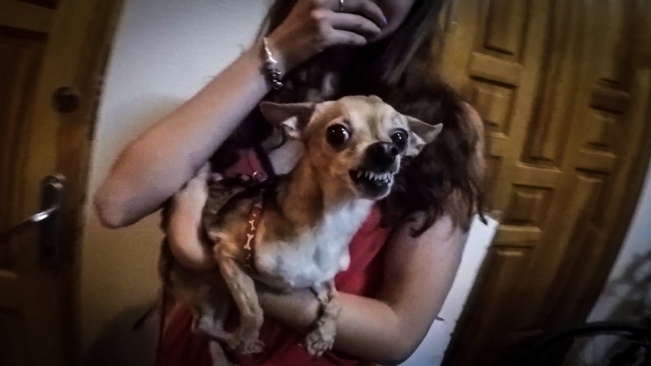 Мем crying Chihuahua