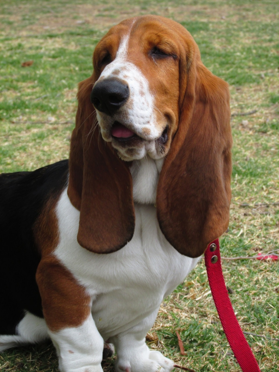 Basset sc2