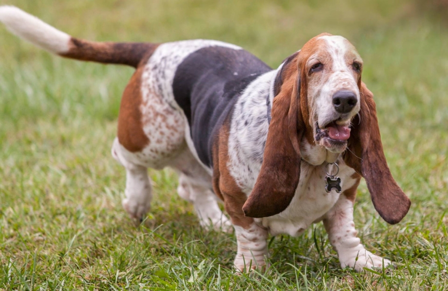 Basset sc2