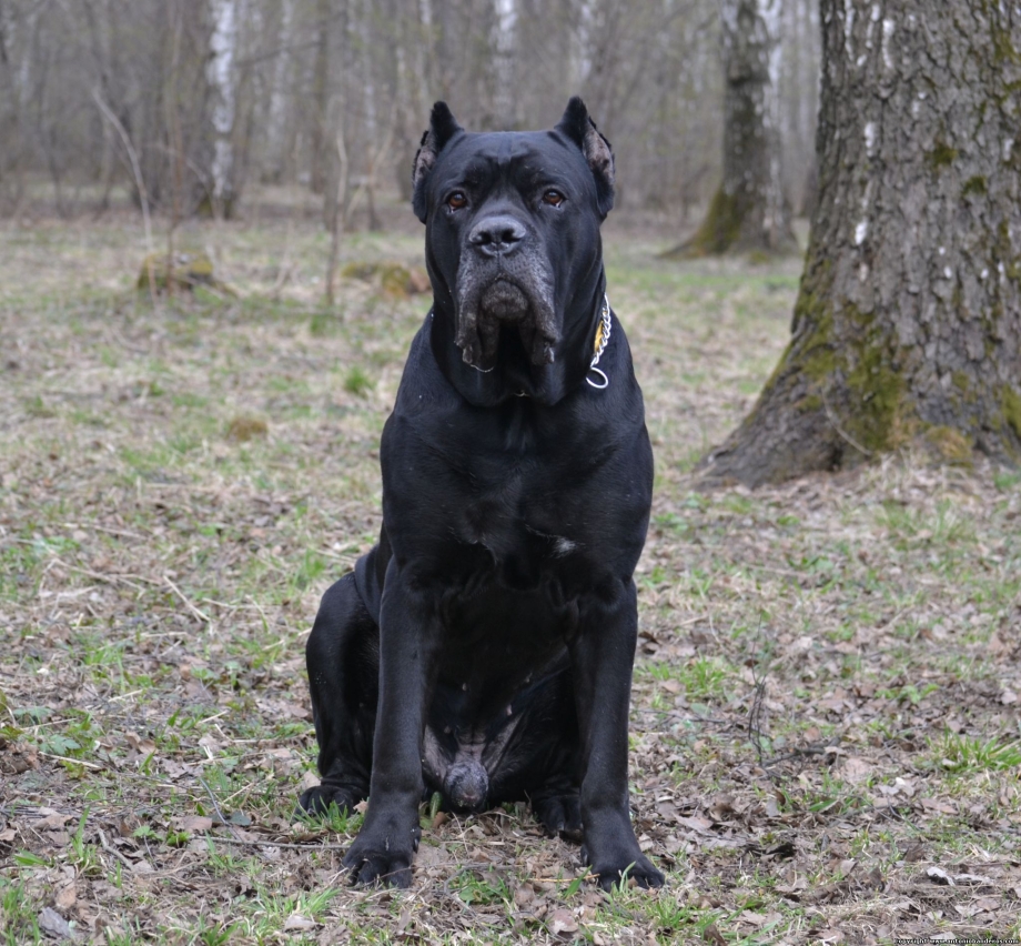 Кане Корсо