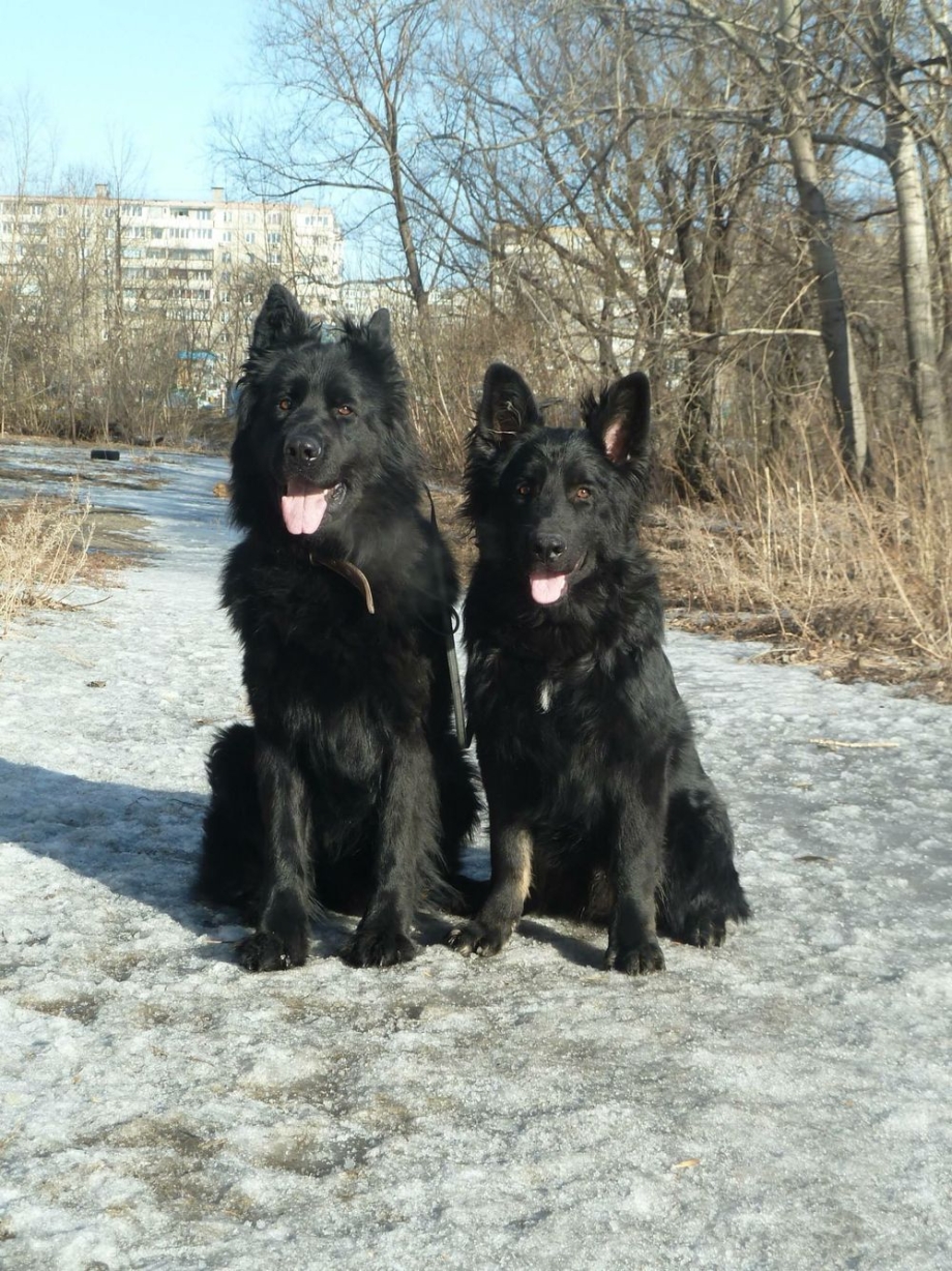 Овчарка грюнендаль