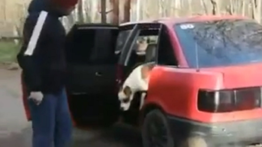 Перевозбуждение у собак
