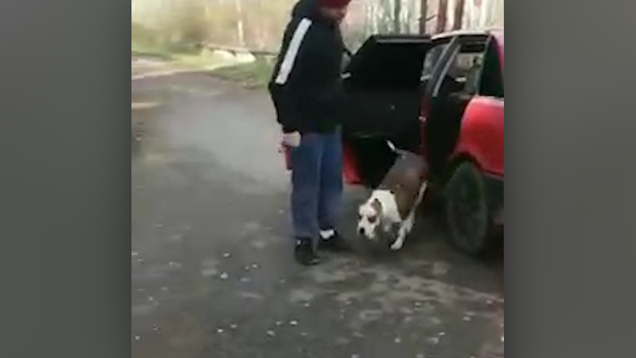 Собака лижет Бублик