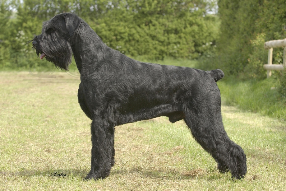 Ризеншнауцер / giant Schnauzer (181) к