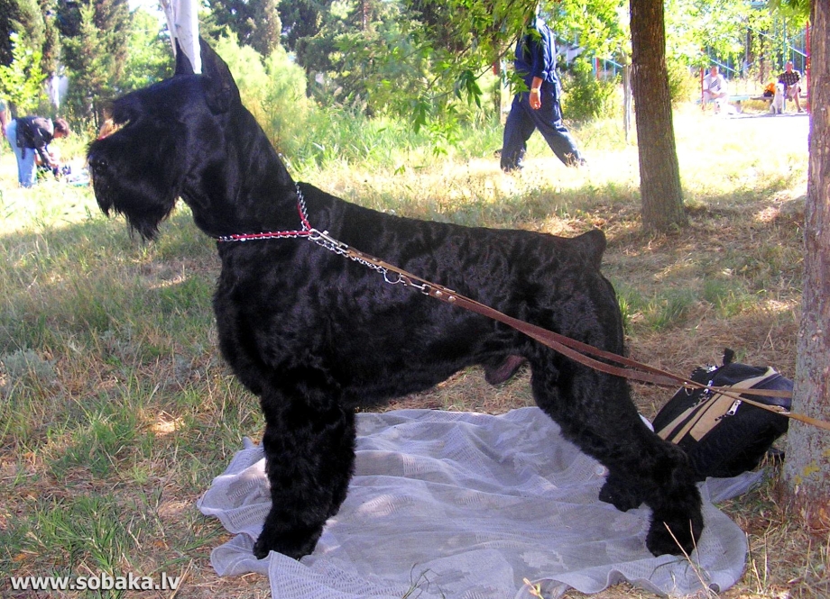 Ризеншнауцер ЗКС